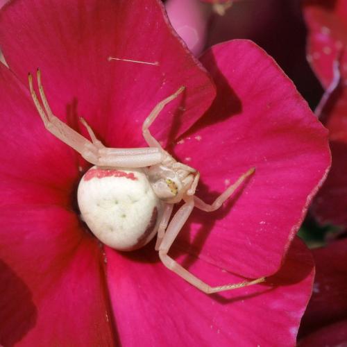 Misumena vatia